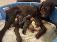 Fluffy, a female Labradoodle for sale in Fruita, CO – Photo 4 of 9
