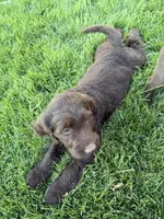 Flopsy, a female Labradoodle for sale in Fruita, CO – 4 of 5
