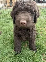 Curly, a male Labradoodle for sale in Fruita, CO – 2 of 6