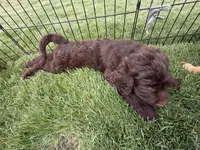 Mopsy, a female Labradoodle for sale in Fruita, CO – 3 of 3