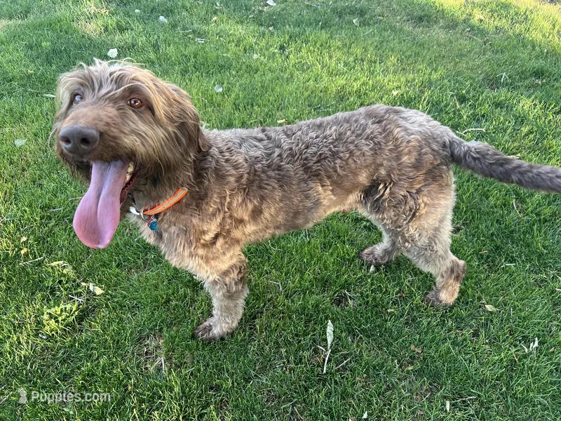 Mopar – Labradoodle puppy for sale in Fruita, CO