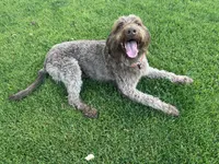 Mopar, a male Labradoodle for sale in Fruita, CO – 2 of 9