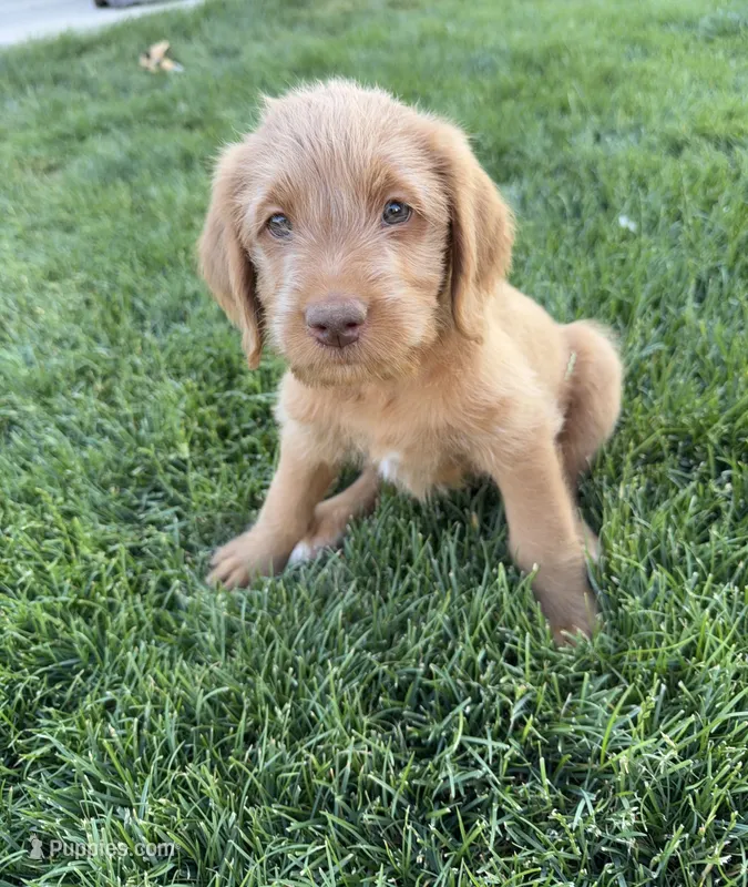 Princess – Labradoodle puppy for sale in Fruita, CO
