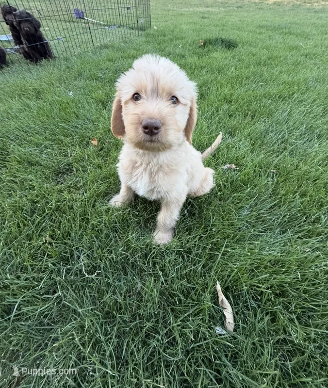 Pogo – Labradoodle puppy for sale in Fruita, CO