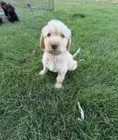 Pogo, a female Labradoodle for sale in Fruita, CO – 1 of 3