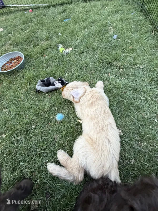 Green – Labradoodle puppy for sale in Fruita, CO