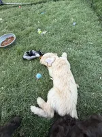 Green, a male Labradoodle for sale in Fruita, CO – 1 of 1