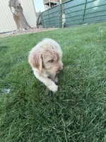 Pogo, a female Labradoodle for sale in Fruita, CO – 3 of 3