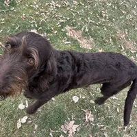 Blondie, a female Labradoodle for sale in Fruita, CO – Photo 4 of 10