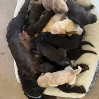 Blondie, a female Labradoodle for sale in Fruita, CO – Photo 7 of 10