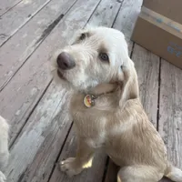 Blondie, a female Labradoodle for sale in Fruita, CO – Photo 1 of 10