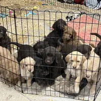 Blondie, a female Labradoodle for sale in Fruita, CO – Photo 9 of 10