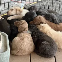 Blondie, a female Labradoodle for sale in Fruita, CO – Photo 5 of 10