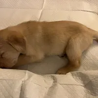 Blondie, a female Labradoodle for sale in Fruita, CO – Photo 8 of 10