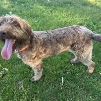Blondie, a female Labradoodle for sale in Fruita, CO – Photo 10 of 10
