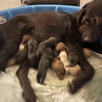 Blondie, a female Labradoodle for sale in Fruita, CO – Photo 6 of 10