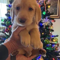 Blondie, a female Labradoodle for sale in Fruita, CO – Photo 3 of 10