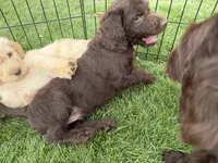 Ready, a male Labradoodle for sale in Fruita, CO – 2 of 2