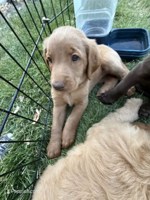 Shar pei – Labradoodle puppy for sale in Fruita, CO