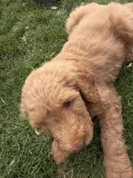 Joe, a male Labradoodle for sale in Fruita, CO – 1 of 1