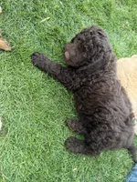 Curly, a male Labradoodle for sale in Fruita, CO – 3 of 6