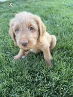 Princess, a female Labradoodle for sale in Fruita, CO – 3 of 3