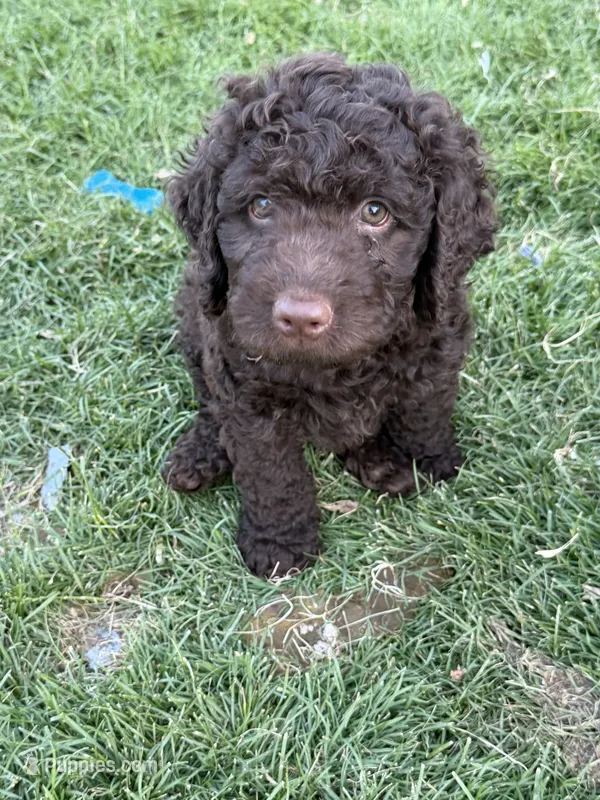 Curly – Labradoodle puppy for sale in Fruita, CO