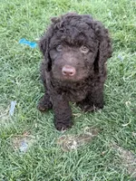 Curly, a male Labradoodle for sale in Fruita, CO – 1 of 6