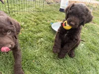 Flopsy, a female Labradoodle for sale in Fruita, CO – 3 of 5