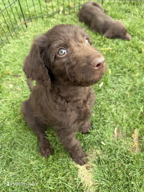 Ready – Labradoodle puppy for sale in Fruita, CO