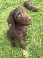 Ready, a male Labradoodle for sale in Fruita, CO – 1 of 2