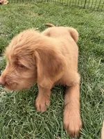 Princess, a female Labradoodle for sale in Fruita, CO – 2 of 3