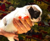ARKS Adam, a male Chihuahua for sale in Red Bluff, CA – 2 of 6
