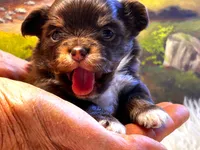 ARKS Swiss Miss, a female Chihuahua for sale in Red Bluff, CA – 5 of 7
