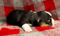 ARKS Ranger (Lone Ranger), a male Chihuahua for sale in Red Bluff, CA – 2 of 4