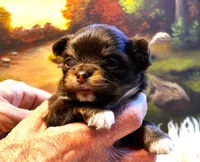 ARKS Swiss Miss, a female Chihuahua for sale in Red Bluff, CA – 4 of 7