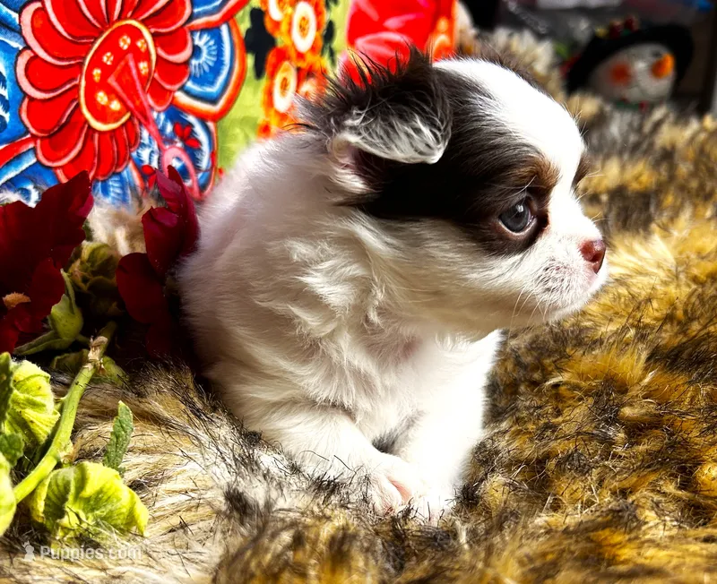 ARKS Diamond – Chihuahua puppy for sale in Red Bluff, CA