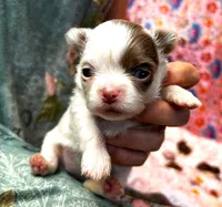 ARKS Opal, a female Chihuahua for sale in Red Bluff, CA – 4 of 5