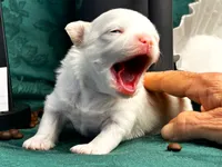 ARKS Latte, a female Chihuahua for sale in Red Bluff, CA – 2 of 4