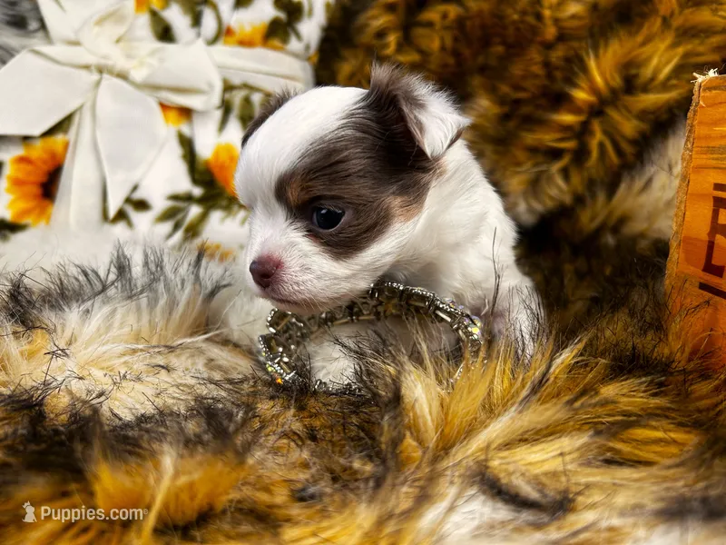 ARKS Jewel – Chihuahua puppy on hold in Red Bluff, CA