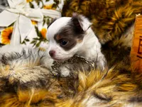 ARKS Jewel, a female Chihuahua for sale in Red Bluff, CA – 1 of 8