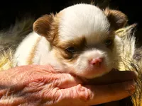ARKS Little Joe, a male Chihuahua for sale in Red Bluff, CA – 1 of 5