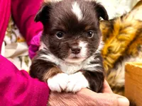 ARKS Rolo, a male Chihuahua for sale in Red Bluff, CA – 1 of 8