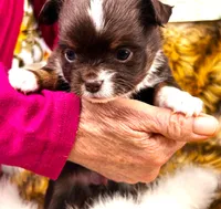 ARKS Rolo, a male Chihuahua for sale in Red Bluff, CA – 3 of 8