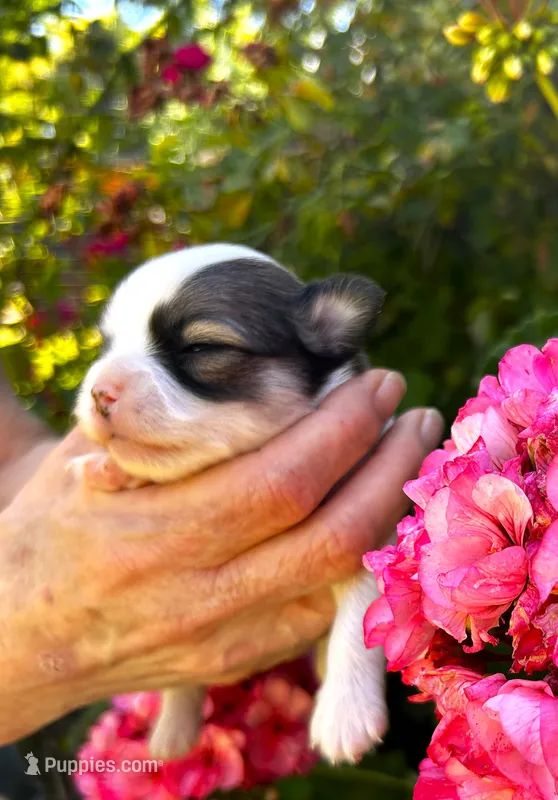 ARKS Cappuccino – Chihuahua puppy for sale in Red Bluff, CA