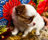 ARKS Haus, a male Chihuahua for sale in Red Bluff, CA – 4 of 10