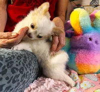 ARKS Stetson, a male Chihuahua for sale in Red Bluff, CA – Photo 2 of 10