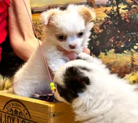 ARKS Stetson, a male Chihuahua for sale in Red Bluff, CA – Photo 5 of 10