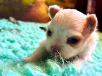 ARKS Stetson, a male Chihuahua for sale in Red Bluff, CA – Photo 8 of 10