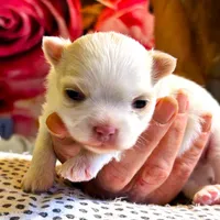 ARKS Stetson, a male Chihuahua for sale in Red Bluff, CA – Photo 9 of 10